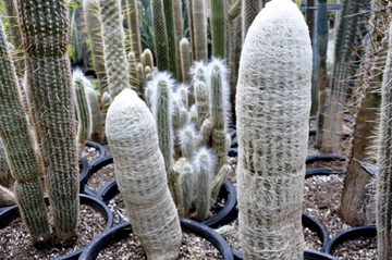 cacti at the International Peace Garden